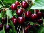 Черешня Рубиновая Кубани