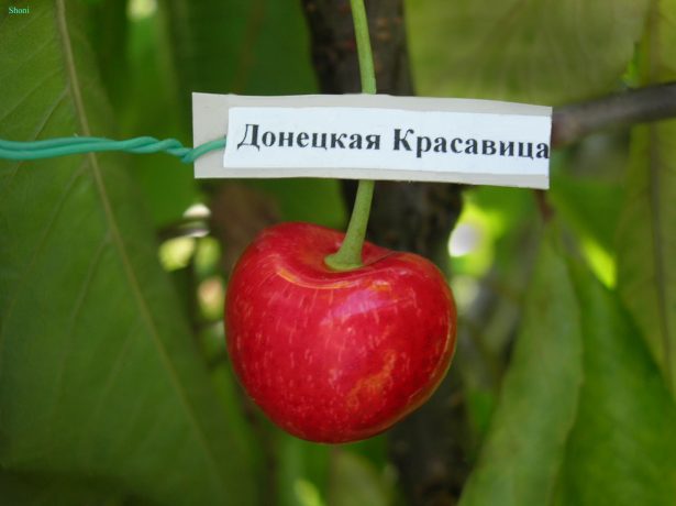 Донецкая красавица