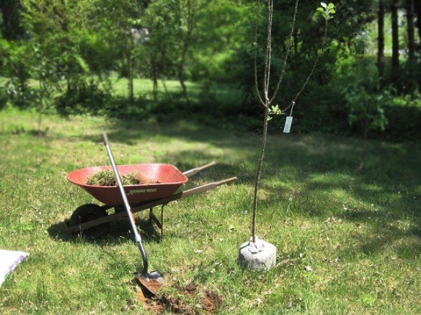 На фото посадка яблони
