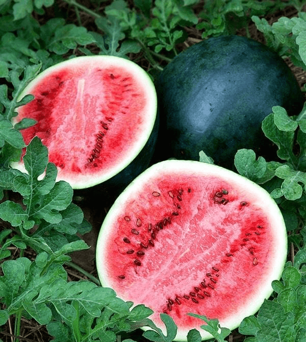 сахарный малыш