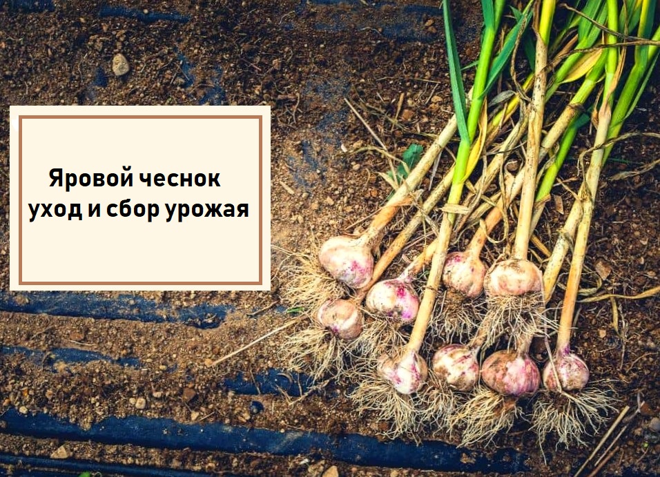 Яровой чеснок - как выращивать