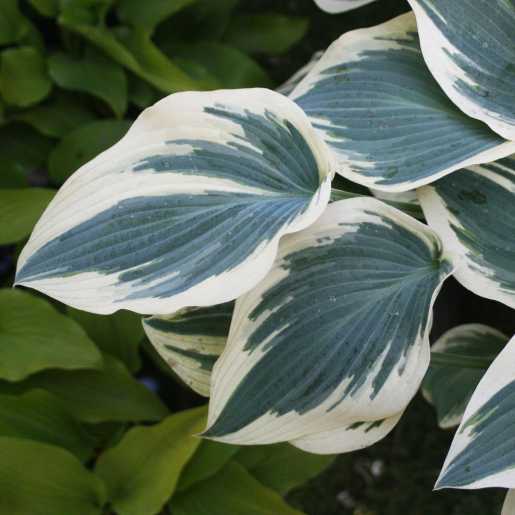 Хоста blue ivory 