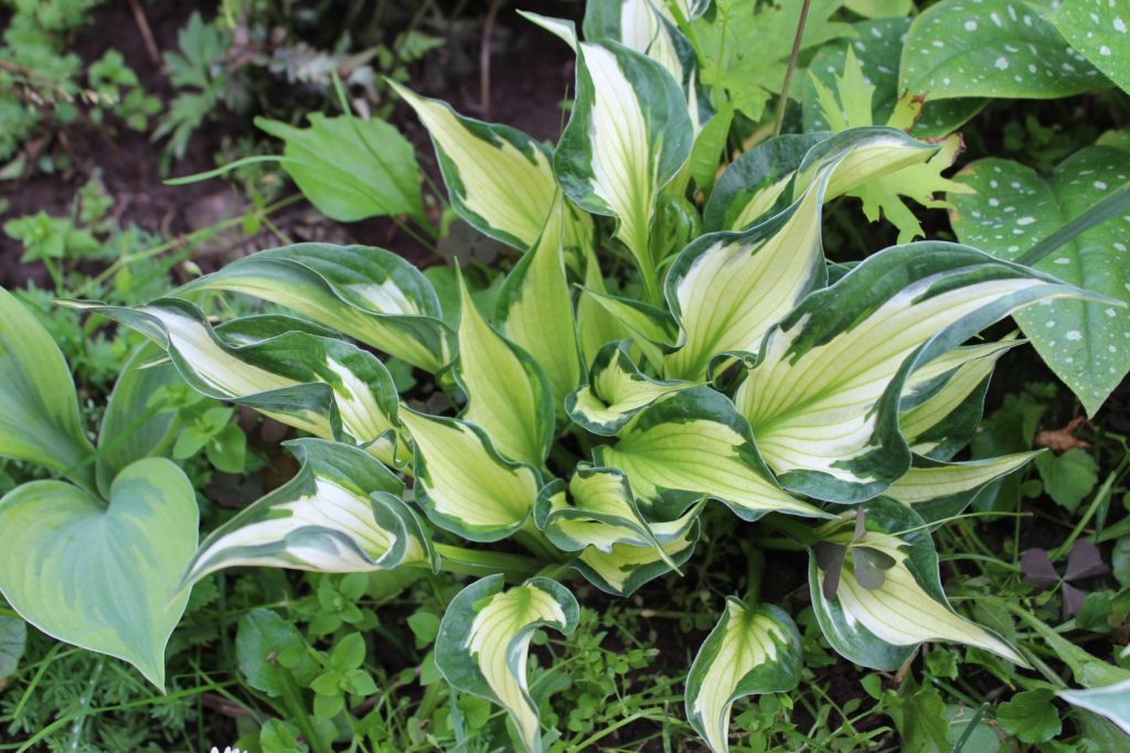 Хоста hosta whirlwind 