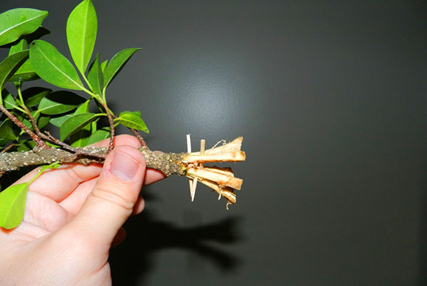 Как укоренить фикус