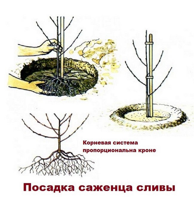 Посадка плодовых деревьев и кустарников на участке весной