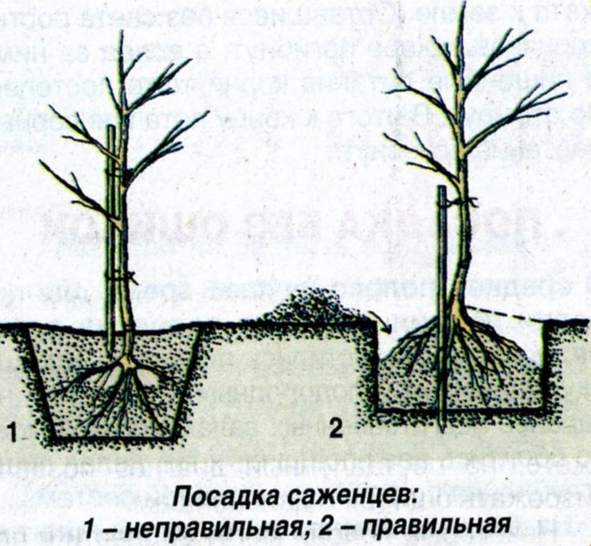 Посадка плодовых деревьев и кустарников на участке весной