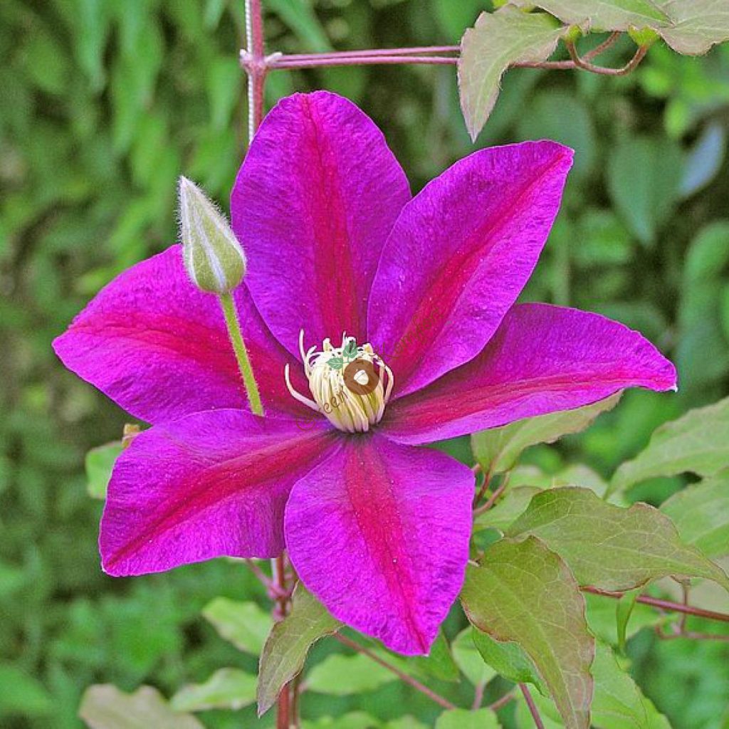 Сансет клематис фото 