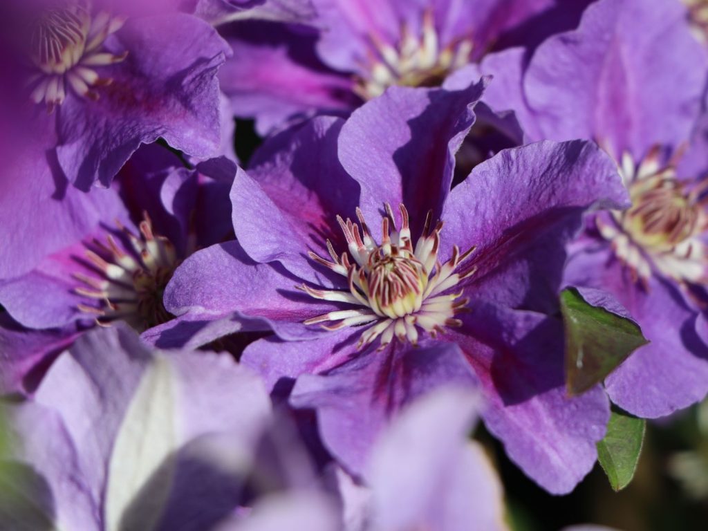 Clematis ashva 