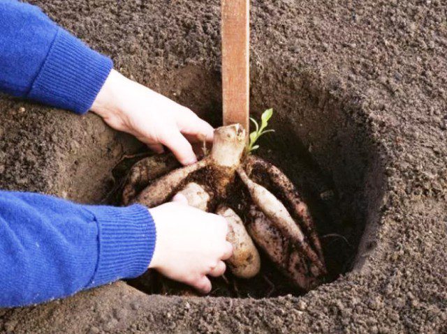 Как сажать георгины-клубни весной в открытый грунт