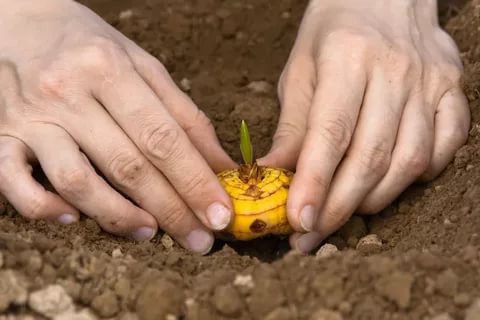 Посадка гладиолусов весной: когда и как посадить?