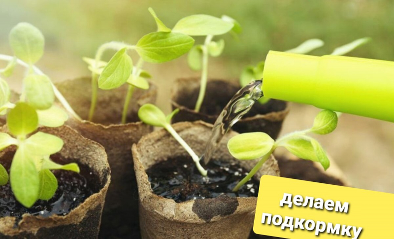 Готовим подкормку для рассады из картофельных очисток