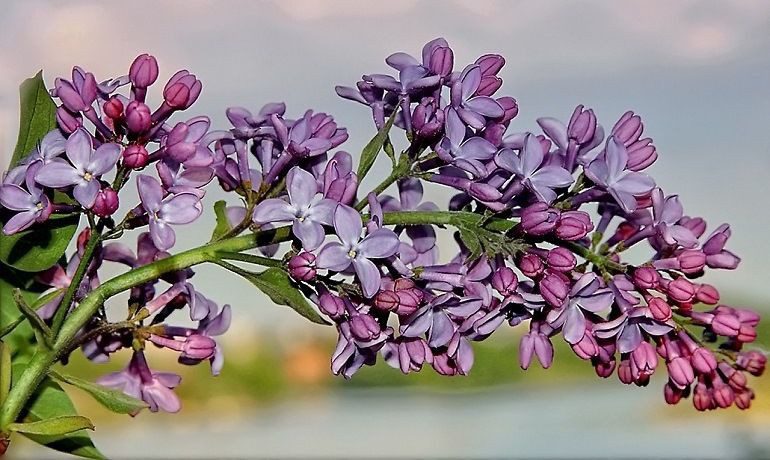 Чтобы сирень дольше стояла в вазе что нужно добавить в воду