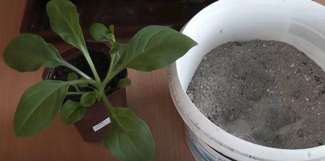 Первая подкормка петунии после всходов народными средствами