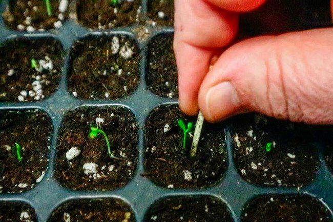 Первая подкормка петунии после всходов народными средствами