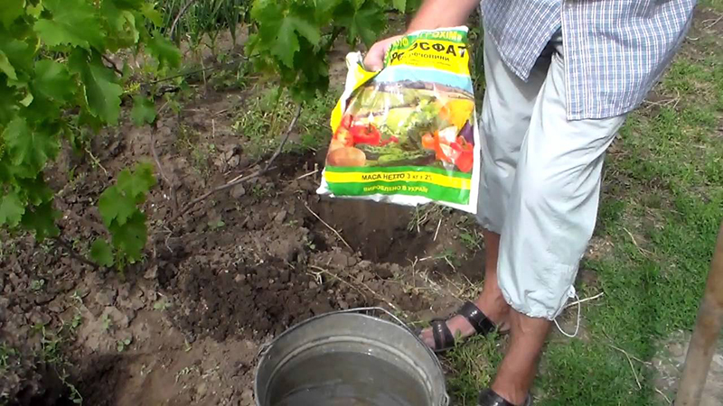 Подкормка винограда летом