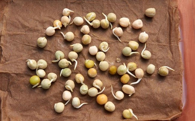 Посев гороха в открытый грунт весной по лунному календарю