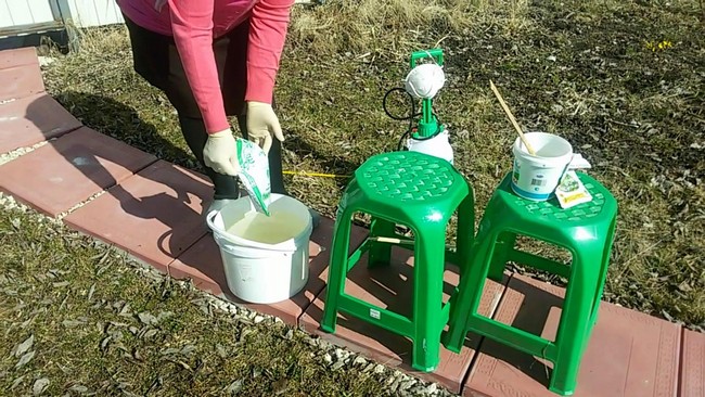 Весенняя обработка плодовых деревьев и кустарников ранней весной мочевиной