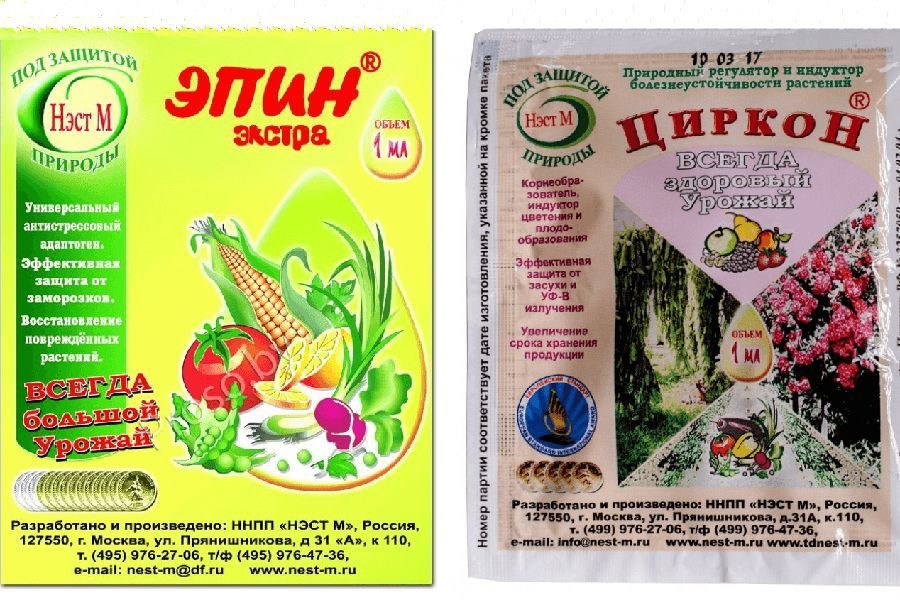 Как продлить плодоношение огурцов до самых заморозков?