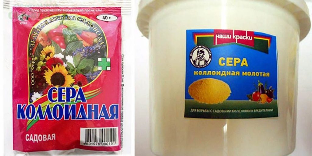 Уход за виноградом в августе