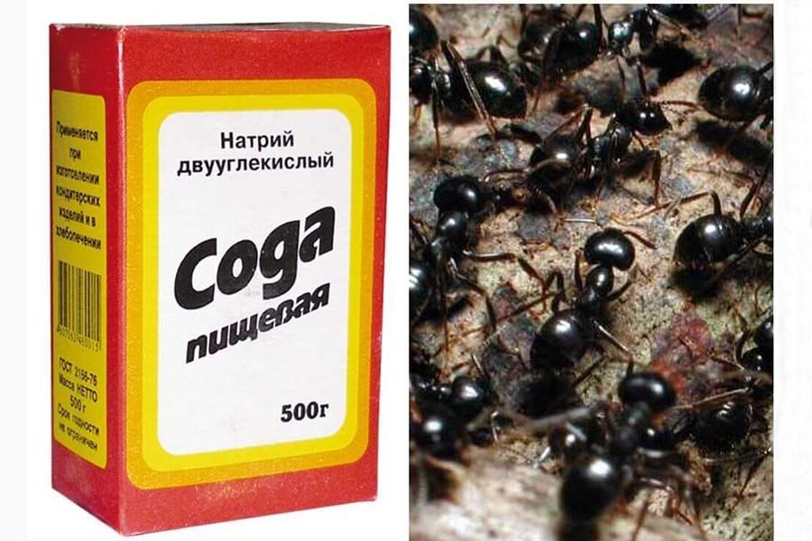 Как повысить урожайность смородины