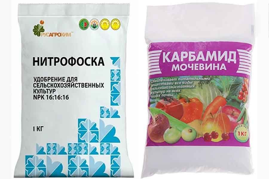 Уход за крыжовником: все секреты для больших урожаев