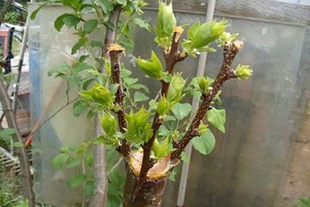 Дачные работы в июне - самые важные дела