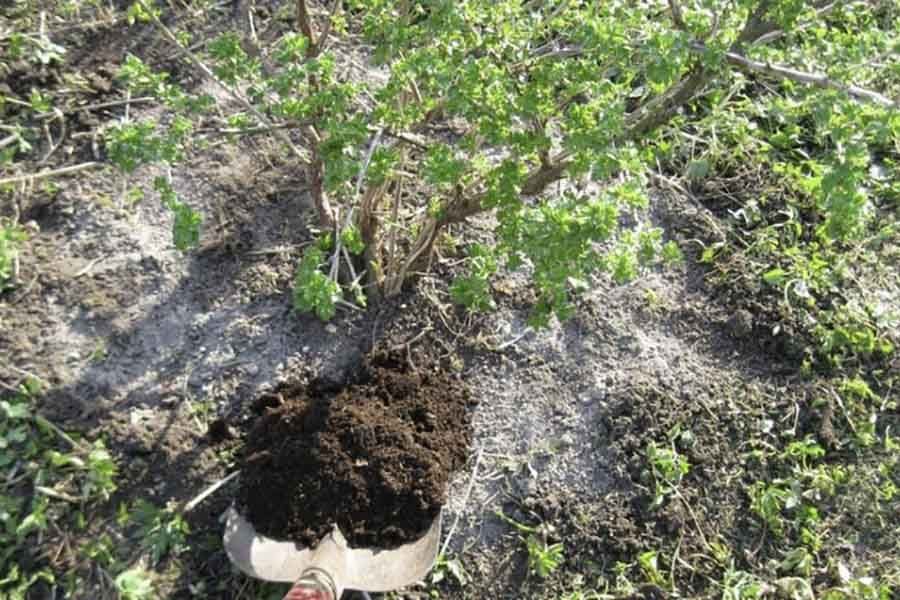 Уход за крыжовником: все секреты для больших урожаев