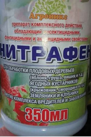 Уход за крыжовником: все секреты для больших урожаев Уход за крыжовником: все секреты для больших урожаев