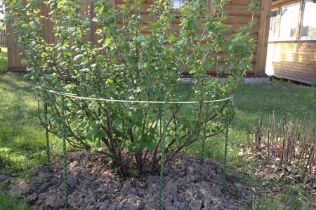 Майские заботы дачника в саду, огороде и цветнике Майские заботы дачника в саду, огороде и цветнике