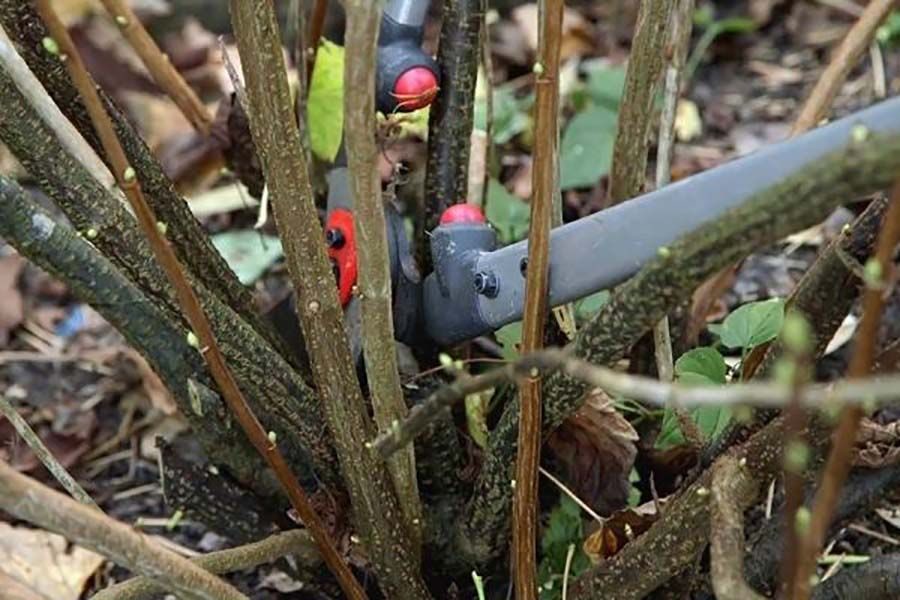 Как омолодить старые кусты черной смородины