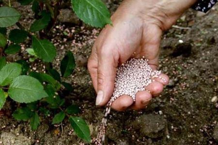 Дачные работы в июне - самые важные дела