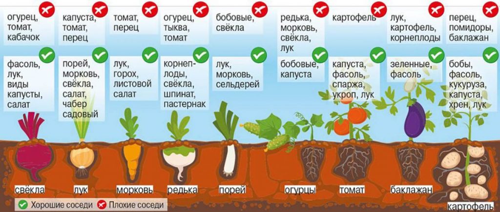 Что посадить на огороде в июле - второй заход