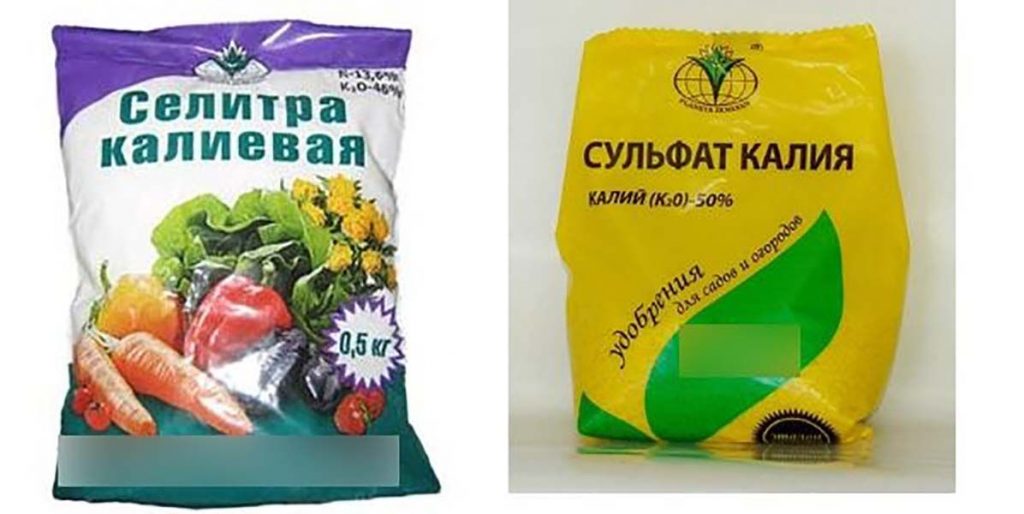 Дачные работы в июне - самые важные дела