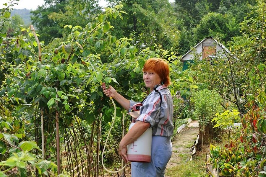 Секреты получения небывалого урожая малины  