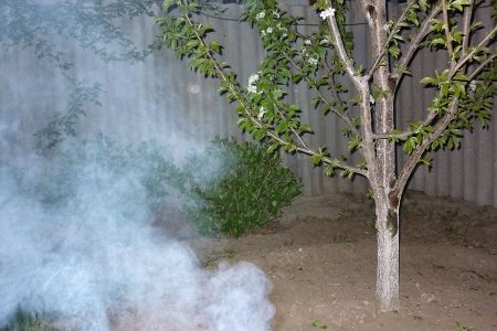 Майские заботы дачника в саду, огороде и цветнике Майские заботы дачника в саду, огороде и цветнике