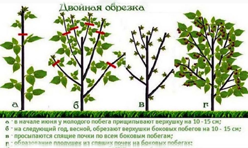 Секреты получения небывалого урожая малины  