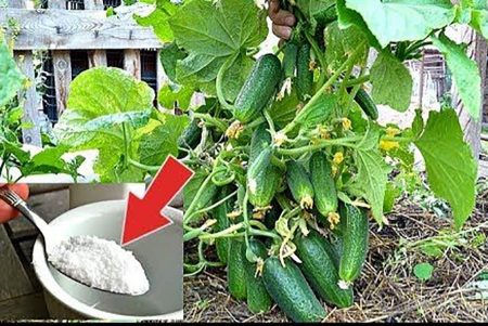 Как продлить плодоношение огурцов до самых заморозков?