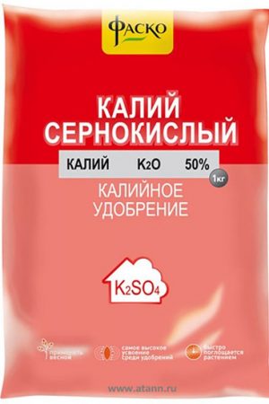 Уход за виноградом в августе