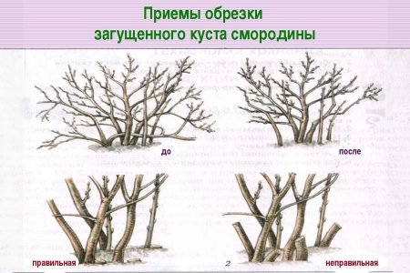 Как омолодить старые кусты черной смородины