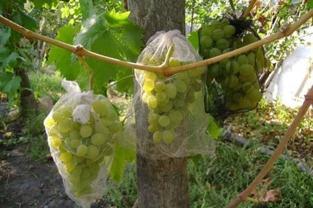 Уход за виноградом в августе