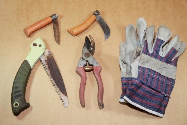 Как омолодить старые кусты черной смородины