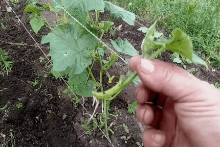 Как продлить плодоношение огурцов до самых заморозков?