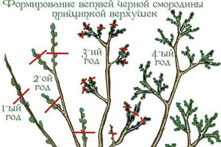 Как повысить урожайность смородины