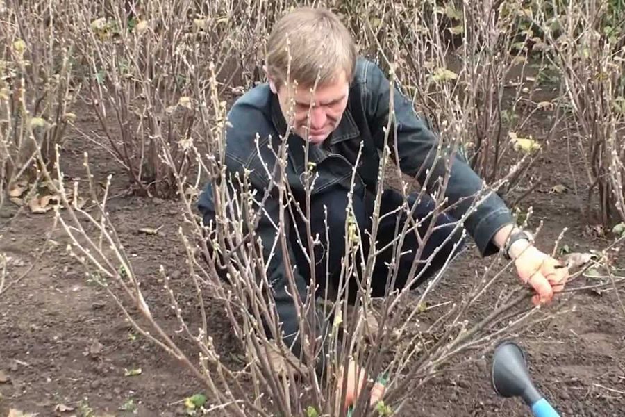 Как омолодить старые кусты черной смородины