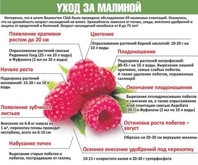 Секреты получения небывалого урожая малины  