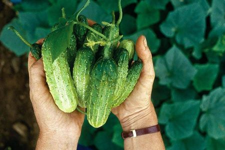 Как продлить плодоношение огурцов до самых заморозков?