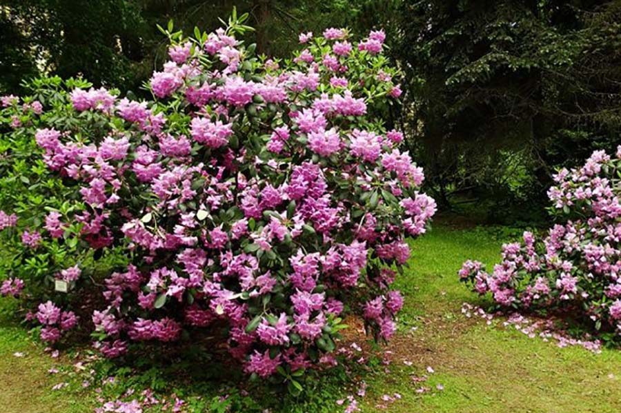 Секреты успешного укоренения черенков