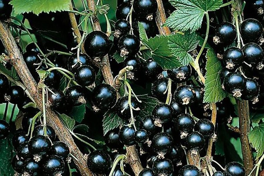 Как омолодить старые кусты черной смородины