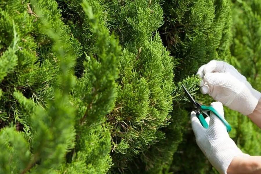 Секреты успешного укоренения черенков