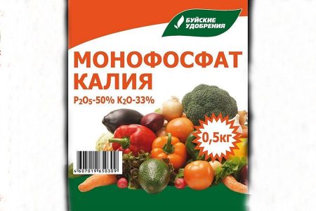 Уход за виноградом в августе